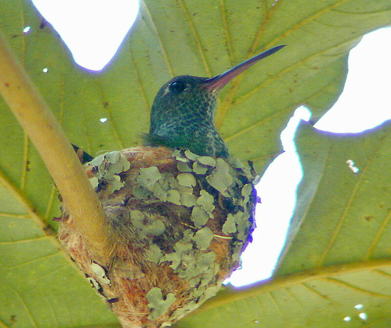 Colibri tout-vert