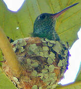 Colibri tout-vert