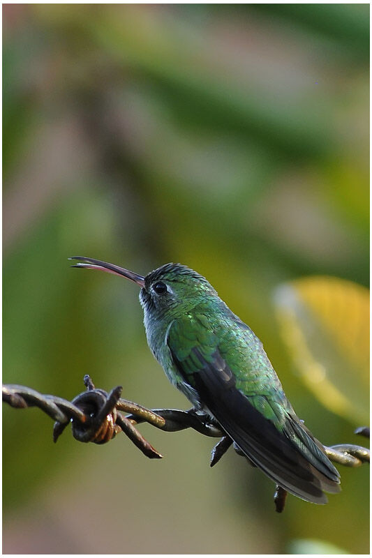 Green-tailed Goldenthroatadult