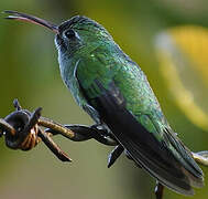 Green-tailed Goldenthroat