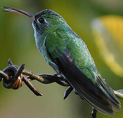 Colibri tout-vert