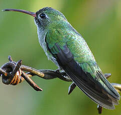 Colibri tout-vert