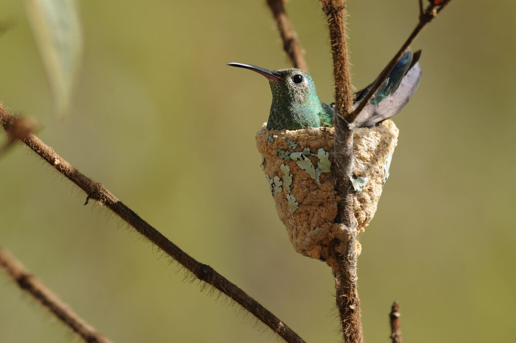 Colibri tout-vert femelle adulte