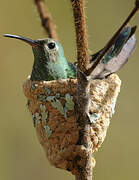 Colibri tout-vert