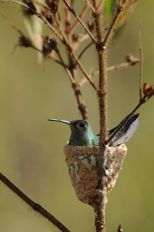 Colibri tout-vert femelle adulte