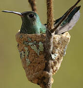 Colibri tout-vert