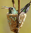 Colibri tout-vert