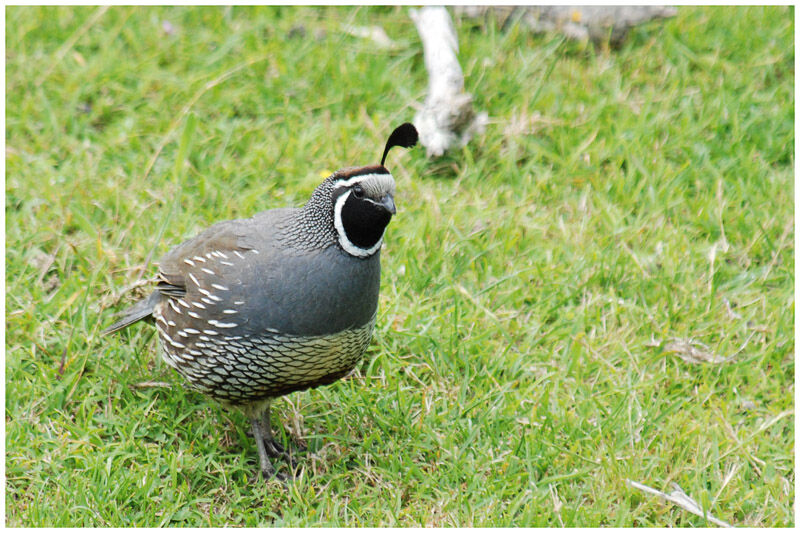 California Quail male adult breeding