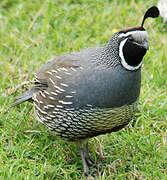 California Quail