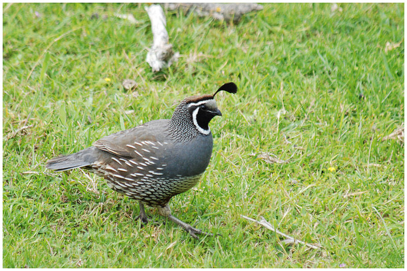 California Quail male adult breeding