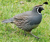 California Quail