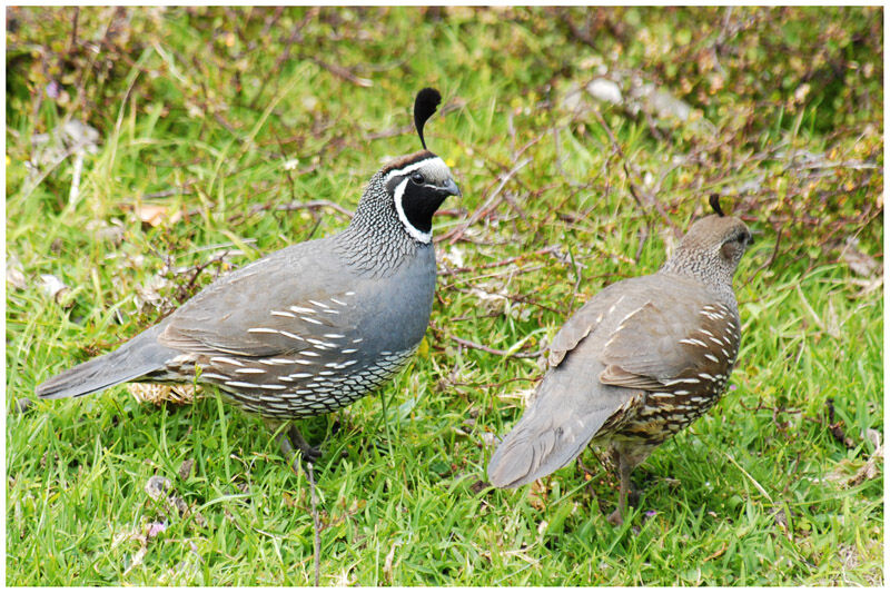 California Quail adult breeding