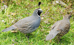 California Quail