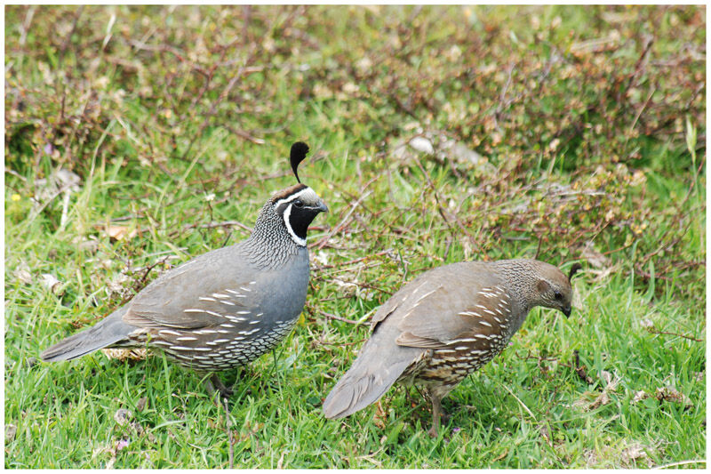 California Quail adult breeding