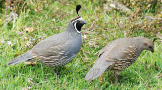 California Quail