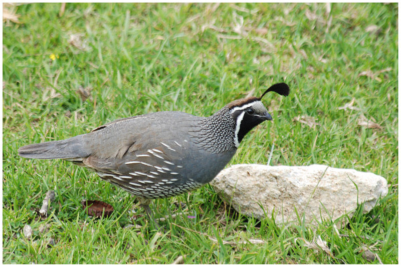 California Quail male adult breeding