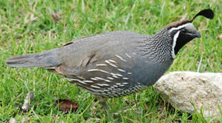 California Quail