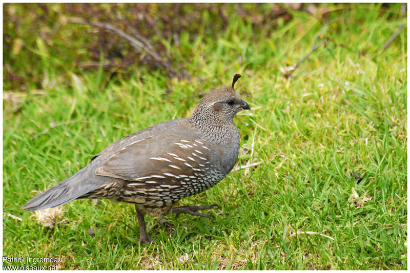 California Quail female adult breeding, identification