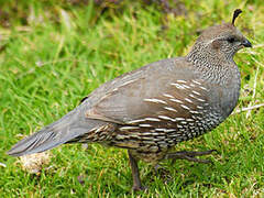 California Quail