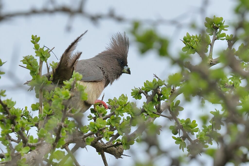 White-backed Mousebirdadult