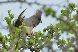 White-backed Mousebird