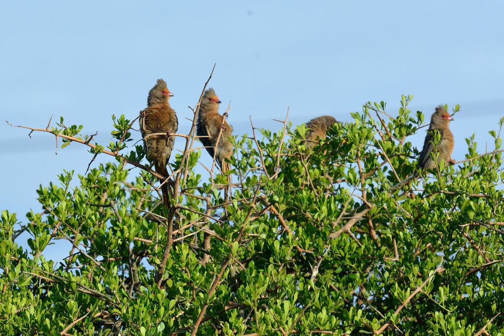 Red-faced Mousebird