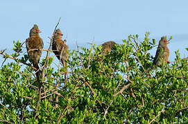 Red-faced Mousebird