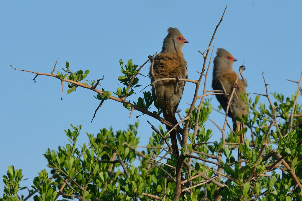 Red-faced Mousebirdadult