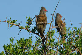 Red-faced Mousebird