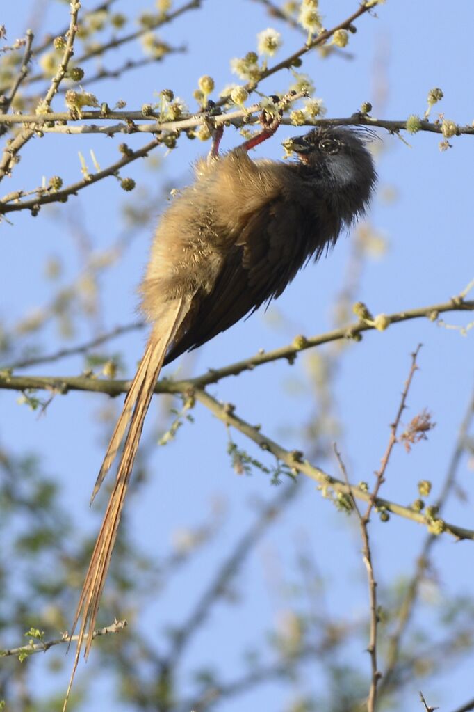 Coliou rayéadulte, mange