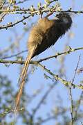 Speckled Mousebird