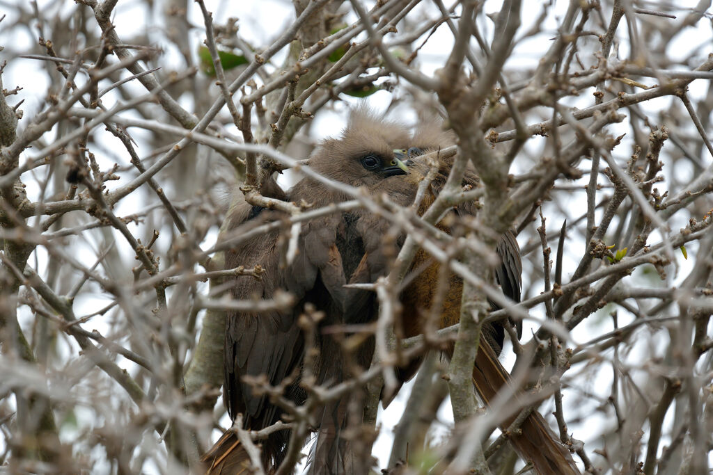 Speckled Mousebirdjuvenile