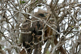 Speckled Mousebird