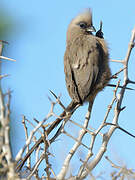 Speckled Mousebird