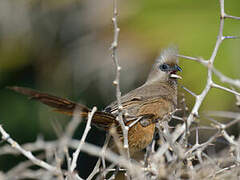 Speckled Mousebird