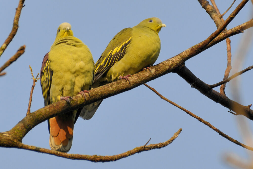 Grey-fronted Green Pigeonadult