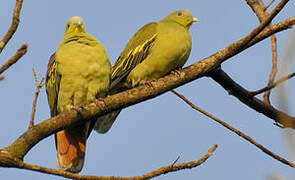 Grey-fronted Green Pigeon