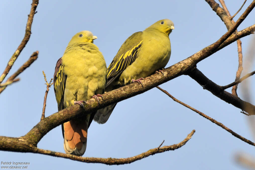 Grey-fronted Green Pigeonadult, Behaviour