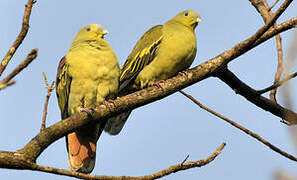 Grey-fronted Green Pigeon