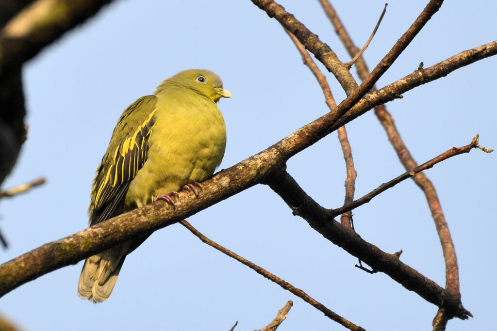 Colombar à front gris femelle adulte