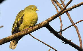 Grey-fronted Green Pigeon