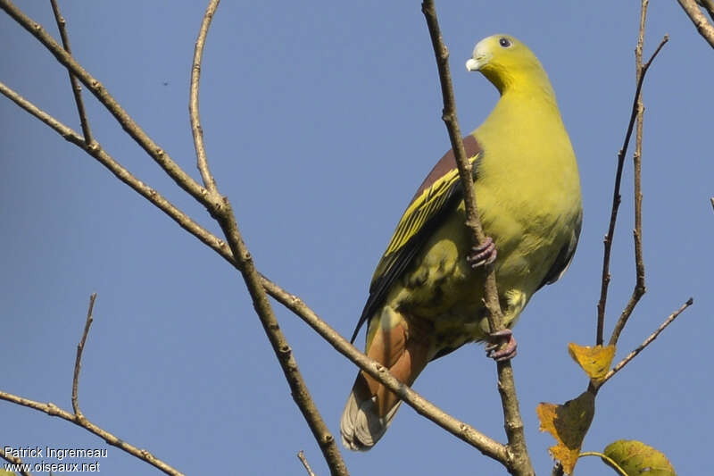 Grey-fronted Green Pigeon male adult, Behaviour