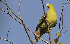 Grey-fronted Green Pigeon