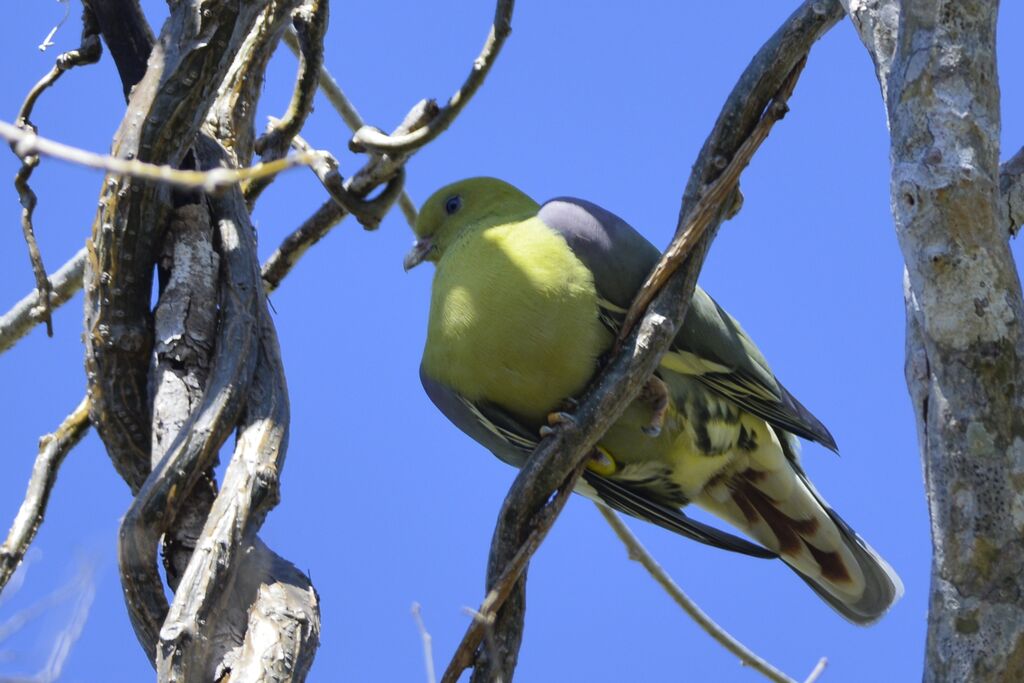 Madagascan Green Pigeonadult