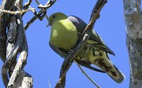 Madagascar Green Pigeon