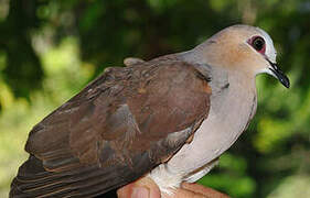 Grey-fronted Dove