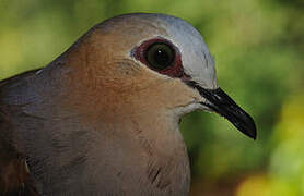 Grey-fronted Dove