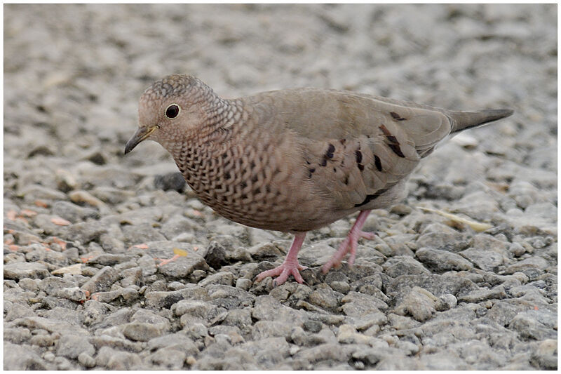 Common Ground Doveadult