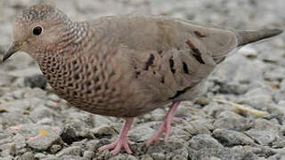 Common Ground Dove