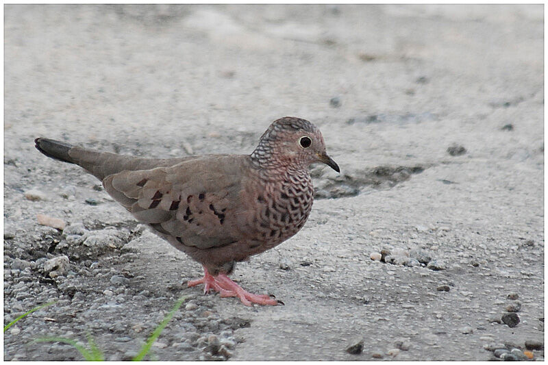 Common Ground Doveadult